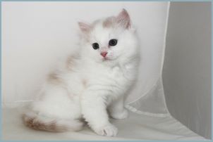 Male Siberian Kitten from Deedlebug Siberians